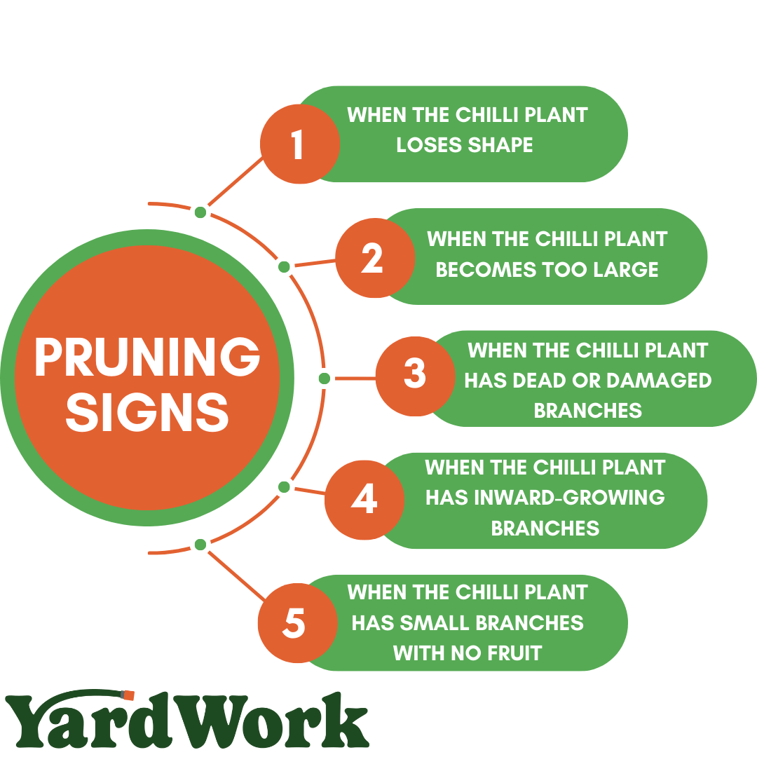 Signs that your chilli plant needs pruning