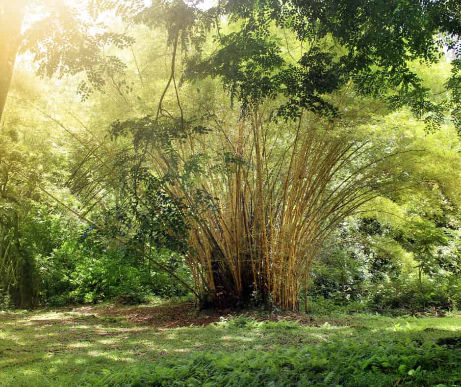 Clumping Bamboo