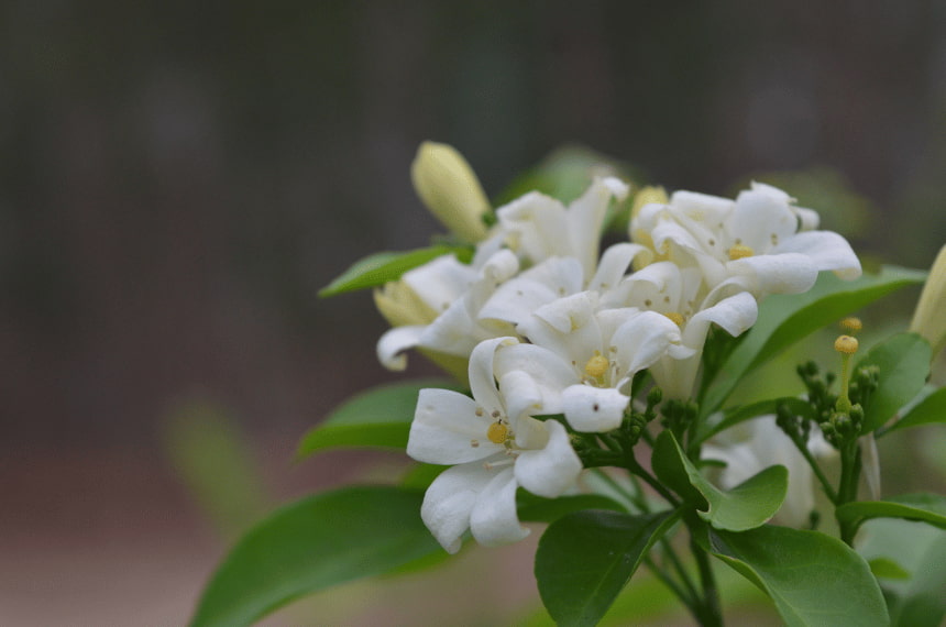 Flowering murraya paniculata