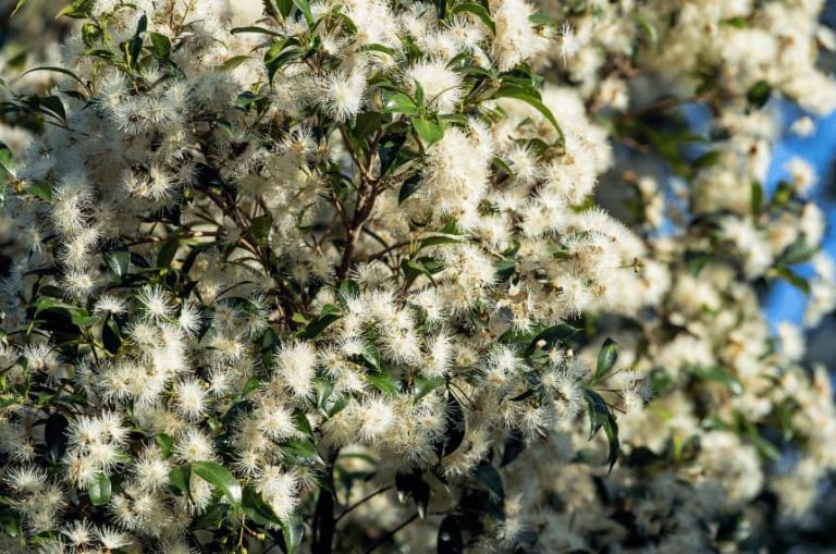 10 Drought Tolerant Hedge Plants in Australia - Yard Work