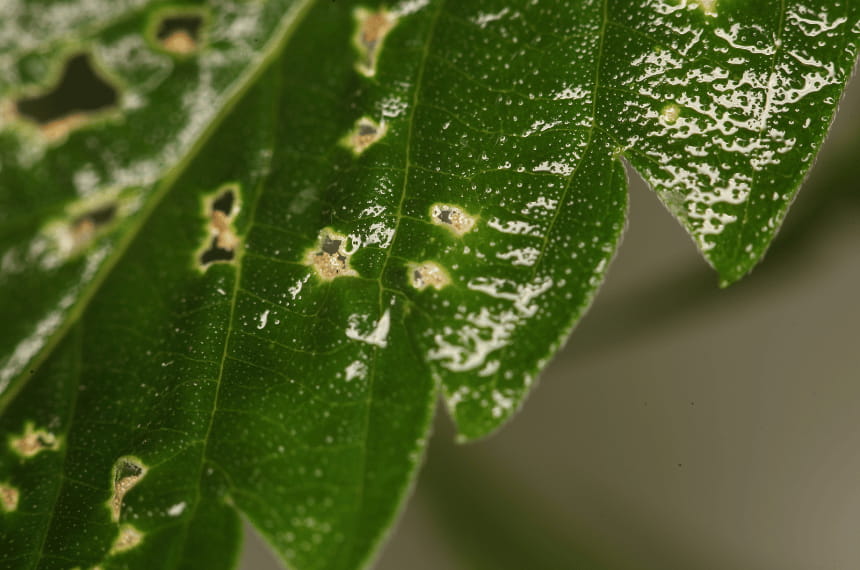 Spider mite signs on leaves