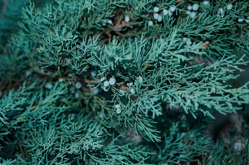 Skyrocket (Juniperus scopulorum)