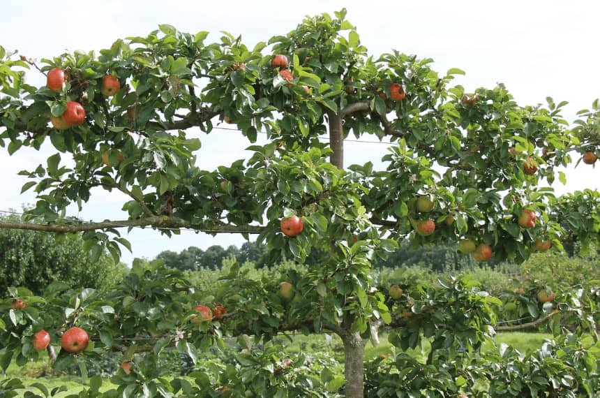 Espalier fruit tree