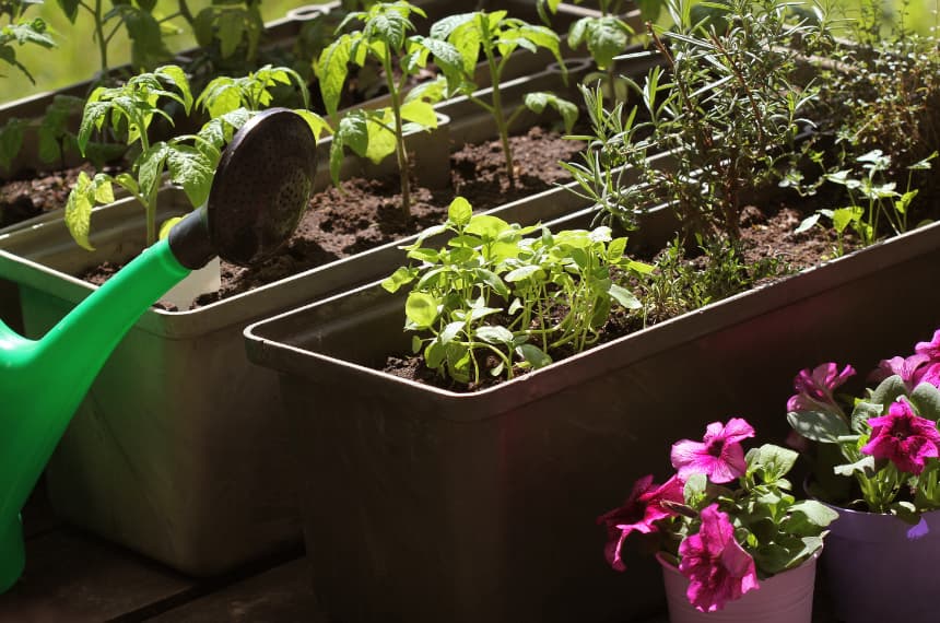 What To Plant Now In Perth 2024 Guide Yard Work what-to-plant-now-in-perth-2024-guide-yard-work