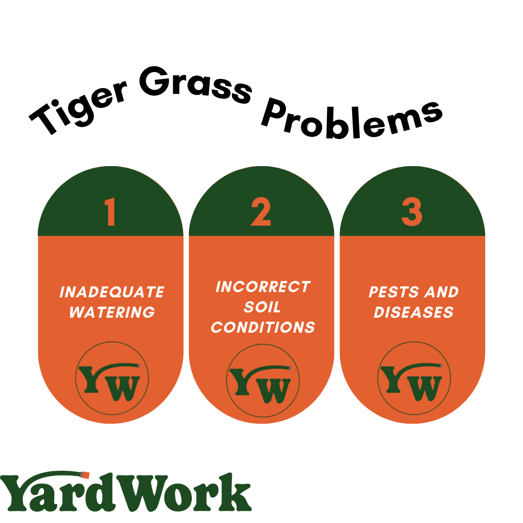 Common tiger grass problems