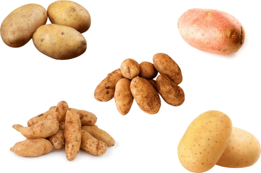 Best variety of potatoes to grow in Sydney