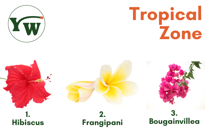Plants that flower all year in Australia: Tropical Zone