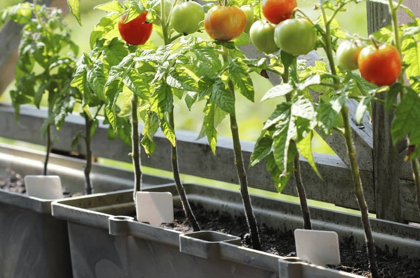 Growing Tomatoes in Sydney: When to Plant & How to Grow