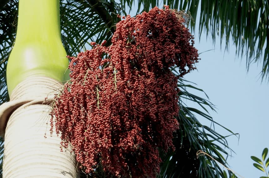 Alexander Palm Red Fruit