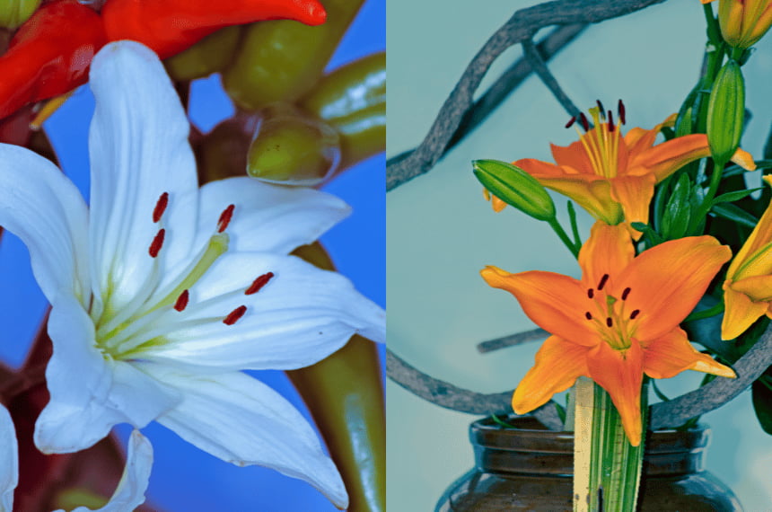 Asiatic lily hybrids
