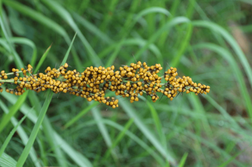Honey reed grass