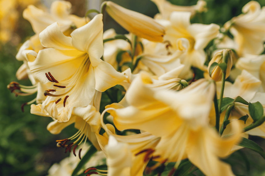 Yellow Aurelian Lily Hybrids