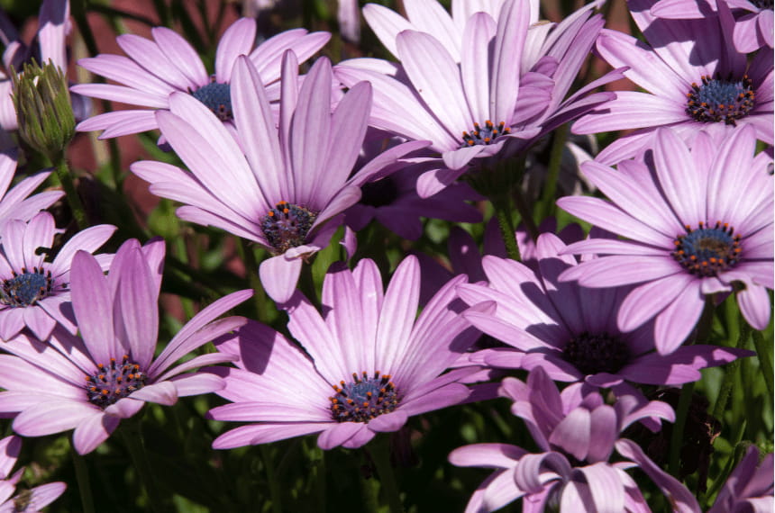 African daisies