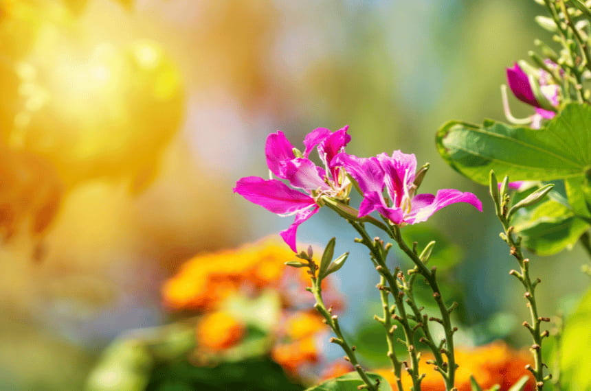 Bauhinia Purpurea (Purple Orchid Tree)