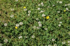 What Kills Clover But Not Grass Australia - Yard Work