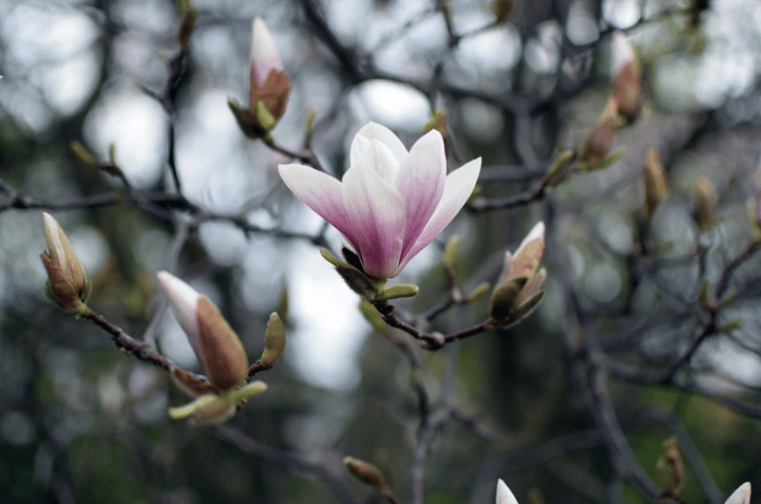 Magnolia Soulangeana Royal Purple