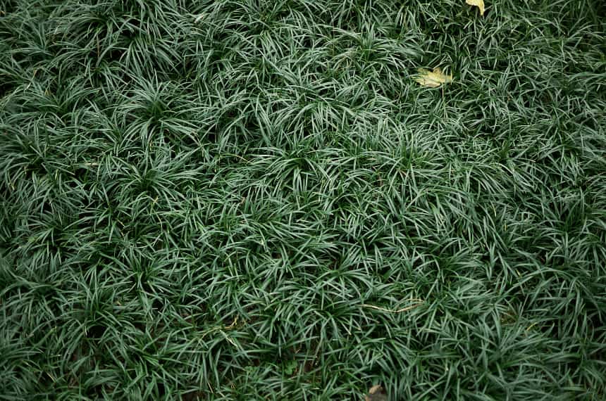Dwarf mondo grass (Ophiopogon japonicus ‘Nanus’)