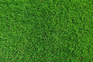 Lawn Alternatives