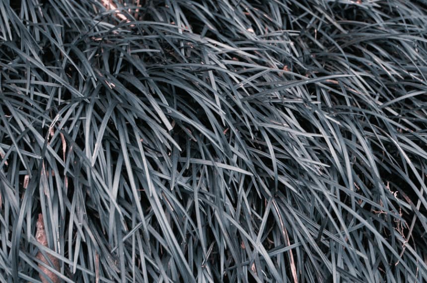 Silver carpet (Dymondia margaretae)