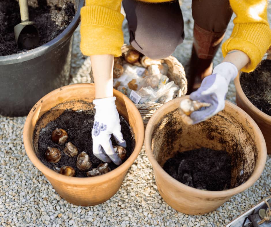 Bulb planting in Pots
