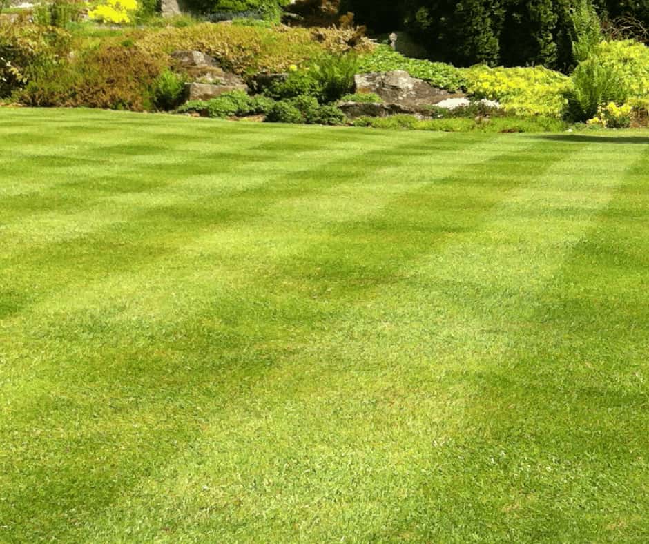 Fertilised lawn