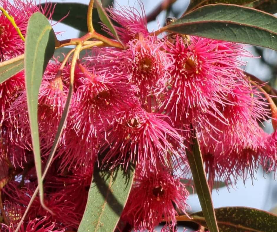 Eucalyptus sideroxylon 