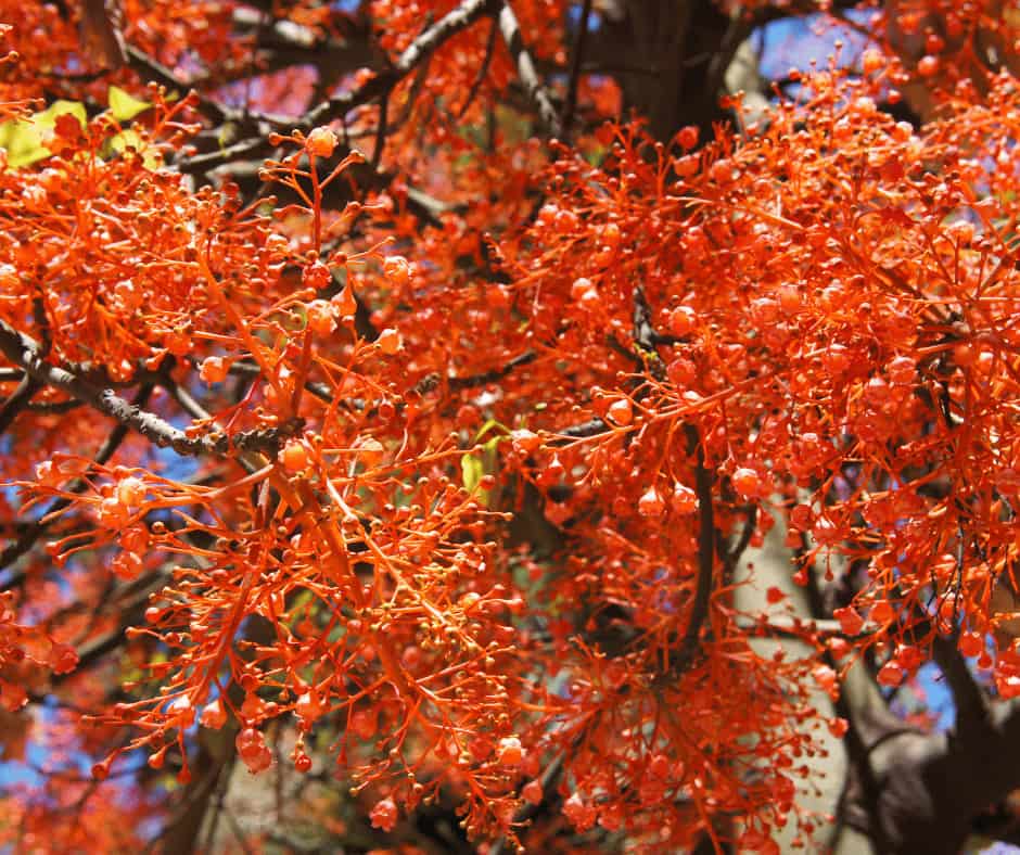 Illawarra Flame Tree (Brachychiton acerifolius)