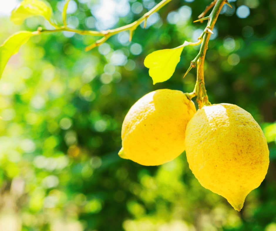 Lemon citrus tree