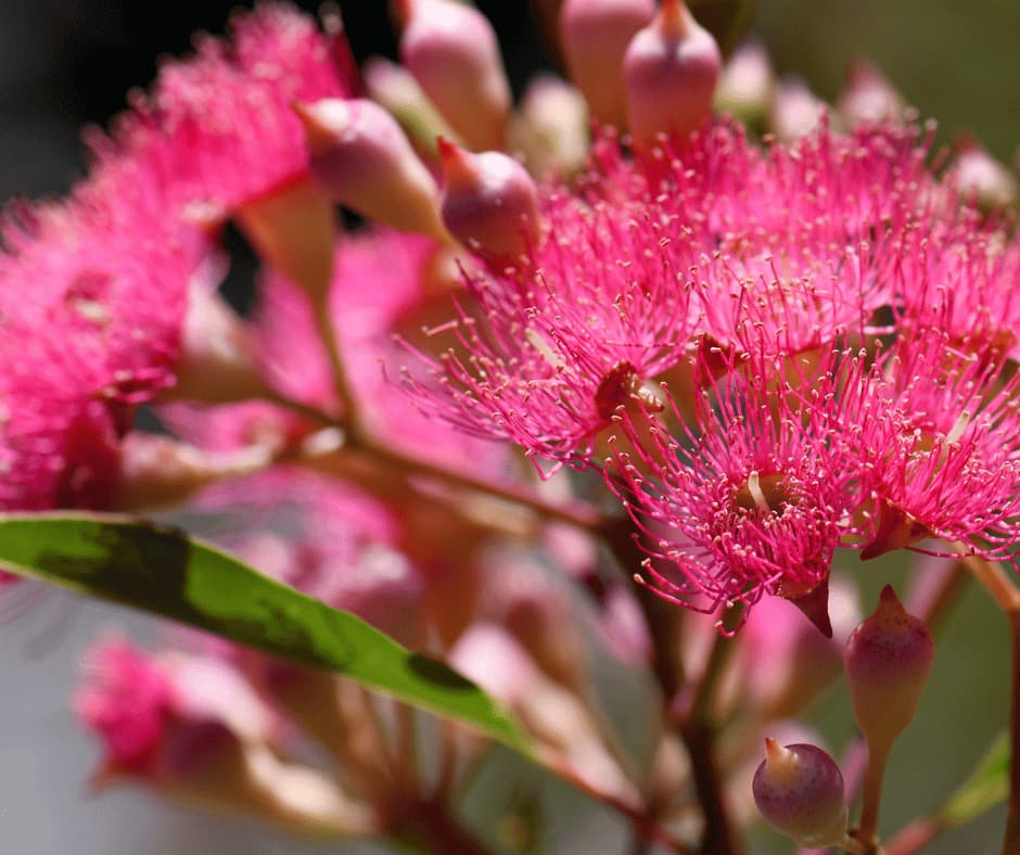 Pink Flowering Gum (Corymbia ficifolia)