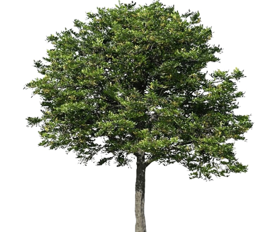 Tuckeroo Tree