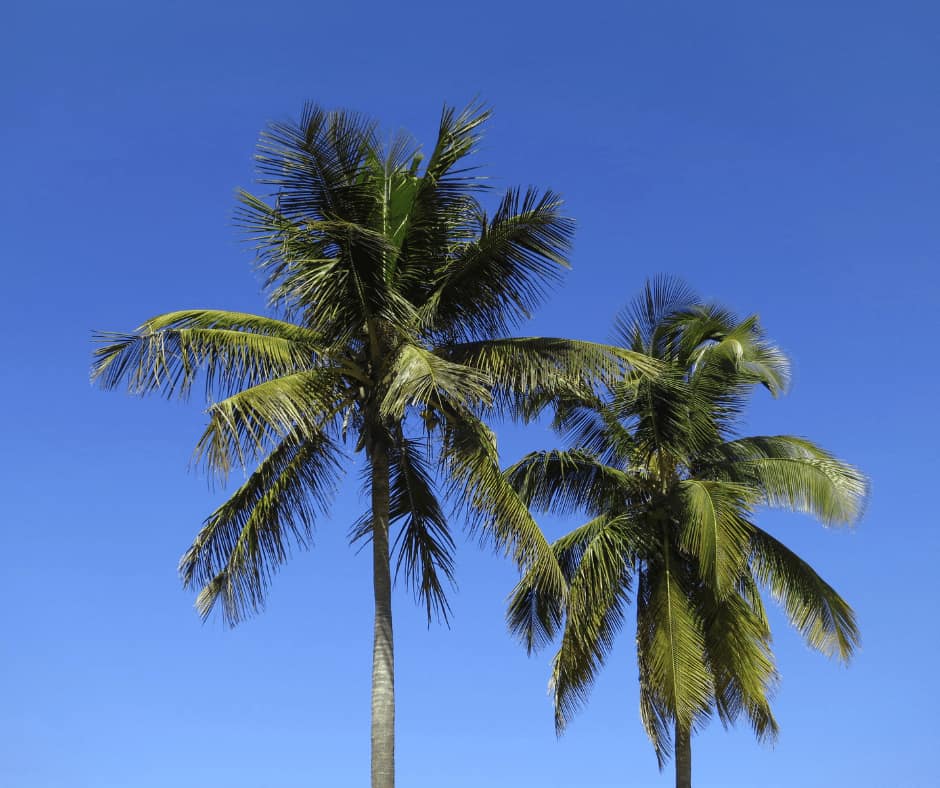 17 Types of Palm Trees in Australia - Yard Work