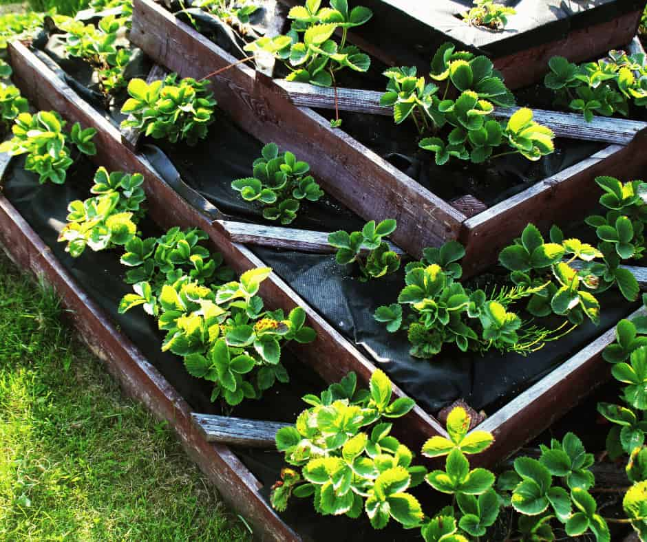 Tiered garden bed